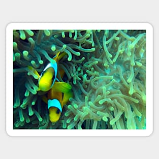 anemone fish in coral reef Sticker